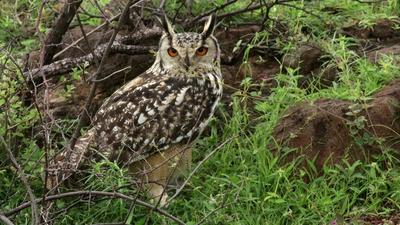 People still have mixed perceptions about owls which is also looked upon as the vehicle of Goddess Laxmi. (HT PHOTO) People still have mixed perceptions about owls which is also looked upon as the vehicle of Goddess Laxmi. (HT PHOTO)