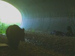 The image shows a bear standing beside a sleeping hiker.