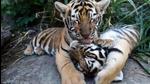 The tiger cubs, brothers by birth, share prey to spending time together on the road in the buffer zone of Panna tiger reserve in MP, surprising experts. (File Photo/Representative use)