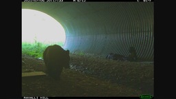 The image shows a bear standing beside a sleeping hiker.