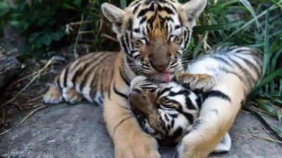 The tiger cubs, brothers by birth, share prey to spending time together on the road in the buffer zone of Panna tiger reserve in MP, surprising experts. (File Photo/Representative use)