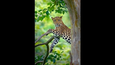Did you know, Gubbi likes to ask, that there are only about 20,000 leopards left in the wild in India. (Aravind Karthik) Did you know, Gubbi likes to ask, that there are only about 20,000 leopards left in the wild in India. (Aravind Karthik)