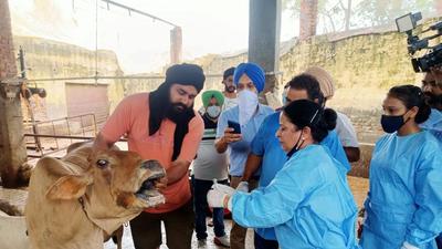 The Punjab agriculture department has said that eight teams (each of four members) were conducting ring vaccination of cattle and other animals in a radius of 3km of the village. (HT Photo) The Punjab agriculture department has said that eight teams (each of four members) were conducting ring vaccination of cattle and other animals in a radius of 3km of the village. (HT Photo)