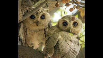 Juveniles of Indian Scops owl at Abohar wildlife sanctuary. (PHOTO: DEEPAK SINGLA) Juveniles of Indian Scops owl at Abohar wildlife sanctuary. (PHOTO: DEEPAK SINGLA)