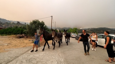 A boy moves mules to a farm during the evacuation of Kochyli beach on August 6.  (AP Photo/Thodoris Nikolaou)