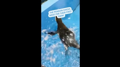The sweet video has left people happy. (Instagram/@shedd_aquarium)