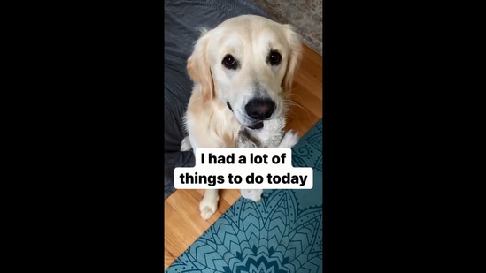 Doggo who had a \'lot of things to do\' did this instead. Watch ...