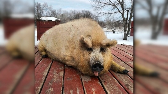 Mangalitsa Pig: These adorable domestic pigs were discovered in the mid-19th century. (Instagram/@brunosbarn)