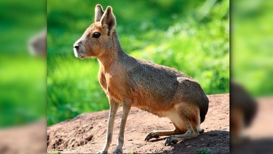 Patagonian Mara: Also known as the Patagonian cavy, Patagonian hare, or dillaby, these rabbit-looking animals are found in Argentina and parts of Patagonia.(Instagram/@earthenchantment)