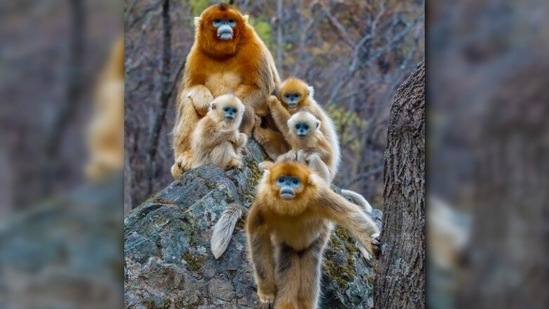 Rhinopithecus: Also known as Snub-nosed monkey, are a group of Old World monkeys found in Asian countries like southern China and northern parts of Myanmar and Vietnam. (Instagram/@discovery.hd)