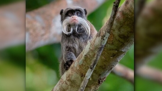 Emperor tamarin: It is believed that they were named Emperor tamarin because of their resemblance to the German emperor Wilhelm II. They can be found in the southwest Amazon Basin, in east Peru, north Bolivia and in the west Brazilian states of Acre and Amazonas. (Instagram/@ignacio_yufera)