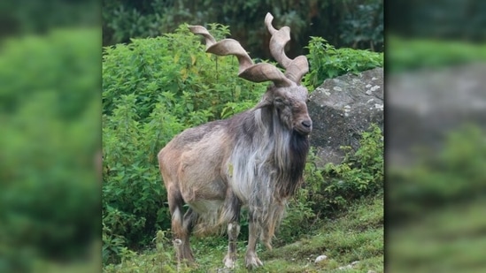 Markhor Goat: Native to Central Asia, the Karakoram and the Himalayas, Markhor Goat is also known as the screw horn or "screw-horned goat." (Instagram/@the_zoologist_barista)