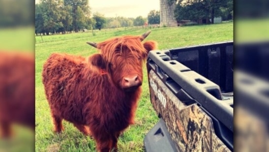 Fluffy cows: They are also called Highland cattle or "hairy cows" for their thick coat of hair. This Scottish breed of rustic cattle originated in the Scottish Highlands and the Outer Hebrides islands of Scotland.(Instagram/@hawfieldscattle)