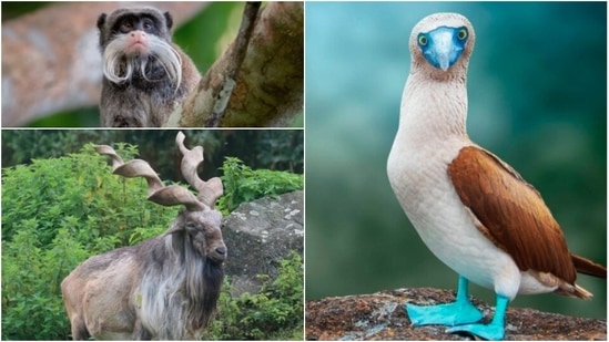 Photos 7 Unique Animals You Wont Believe Actually Exist Hindustan Times