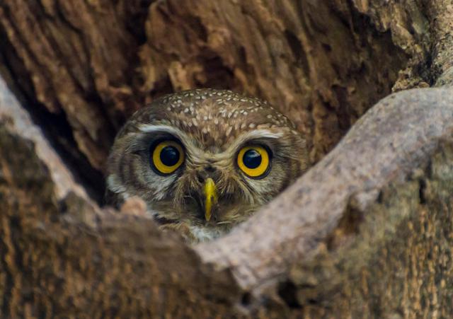 A Spotted owlet peers from a tree hollow at Leisure Valley. (PHOTO: SUMIT GULATI) A Spotted owlet peers from a tree hollow at Leisure Valley. (PHOTO: SUMIT GULATI)