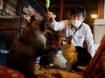 Many countries also celebrate national cat days to raise awareness about feline adoption