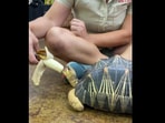 The image shows the tortoise eating a banana. The image shows the tortoise eating a banana.