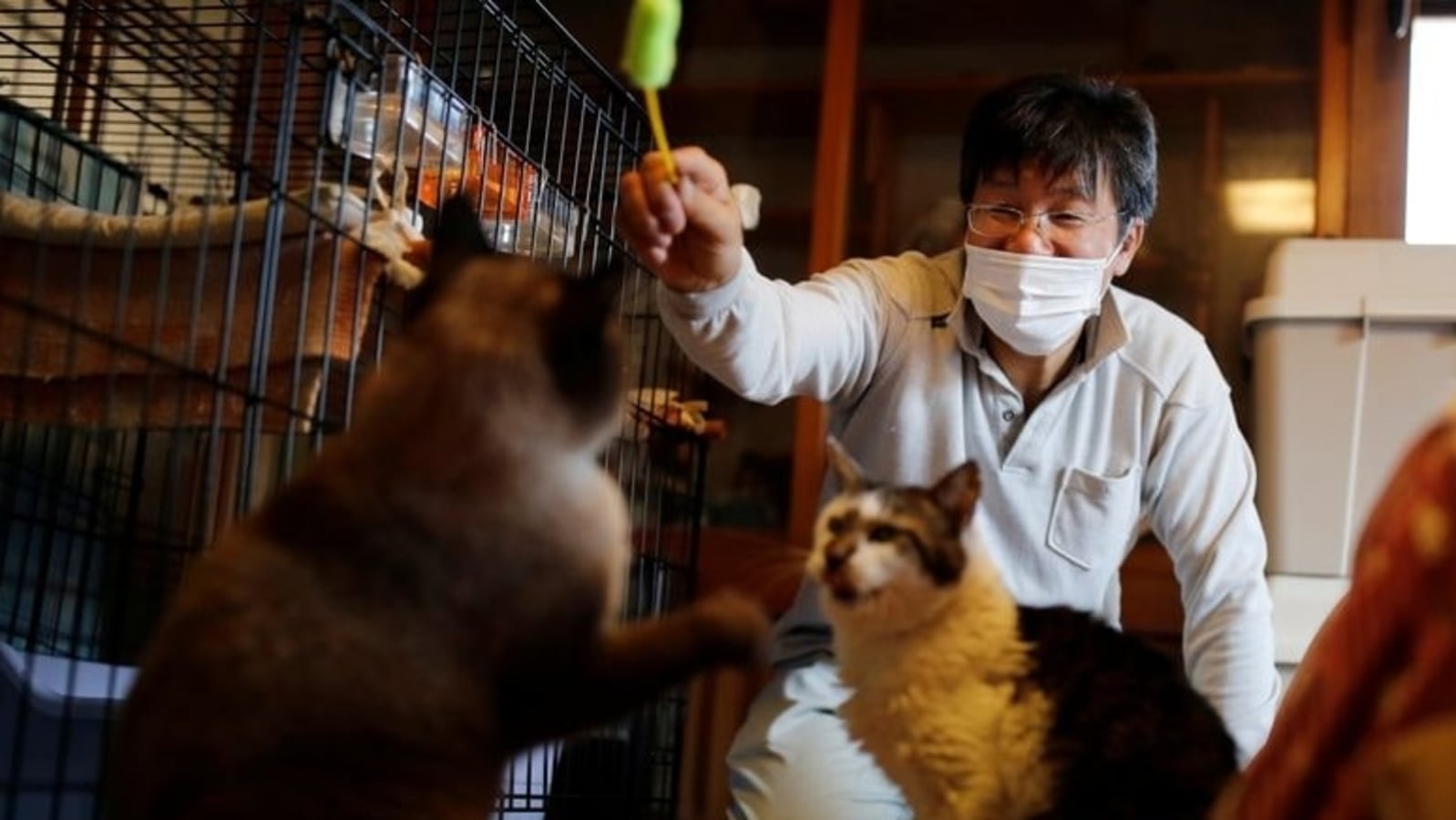 International Cat Day 2021: Theme and Significance | World News