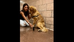 The image shows the meeting between the dog and the tiny bird.