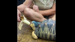 The image shows the tortoise eating a banana.