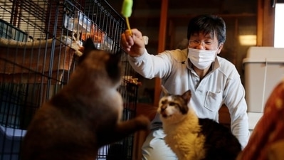 Many countries also celebrate national cat days to raise awareness about feline adoption (Reuters)