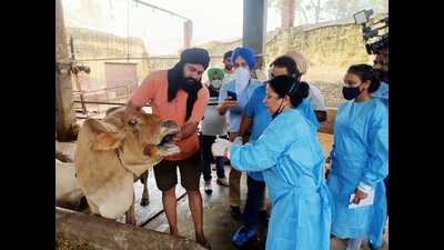 Veterinarians examining cattle at Ber Kalan village in Ludhiana district. Veterinarians examining cattle at Ber Kalan village in Ludhiana district.