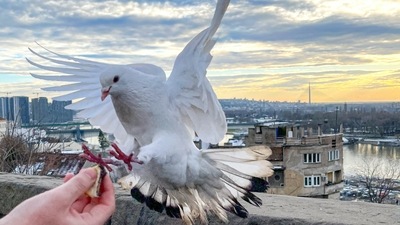 Feeding pigeons on the streets is illegal in San Francisco, United States: If anyone is caught feeding pigeons on the streets of San Francisco then they will have to pay a hefty fine. (Unsplash)