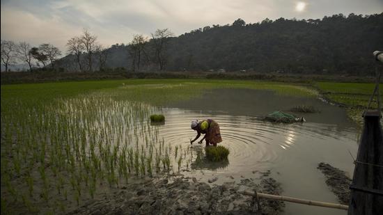 Now, farmers do not need to visit market committee office to apply manually as was the case earlier. Interested farmers can apply on Mandi Board’s portal emandikaran-pb.in (HT FILE PHOTO)