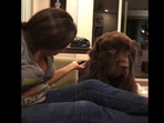 The dog letting his mama know he's mad at her. (Instagram/@ralphie_the_newf_and_the_boss/) The dog letting his mama know he's mad at her. (Instagram/@ralphie_the_newf_and_the_boss/)