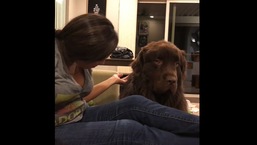 The dog letting his mama know he's mad at her. 