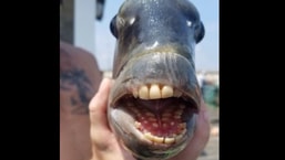 The image shows the fish with human-like teeth. The image shows the fish with human-like teeth.