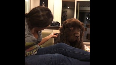 The dog letting his mama know he's mad at her. (Instagram/@ralphie_the_newf_and_the_boss/) The dog letting his mama know he's mad at her. (Instagram/@ralphie_the_newf_and_the_boss/)