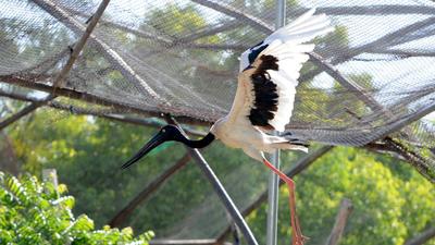 Politician and animal rights activist Maneka Gandhi highlighted the fact that the aviary would be like a cage and several high courts including the Punjab and Haryana high court had forbidden caging of birds. (HT FILE PHOTO) Politician and animal rights activist Maneka Gandhi highlighted the fact that the aviary would be like a cage and several high courts including the Punjab and Haryana high court had forbidden caging of birds. (HT FILE PHOTO)