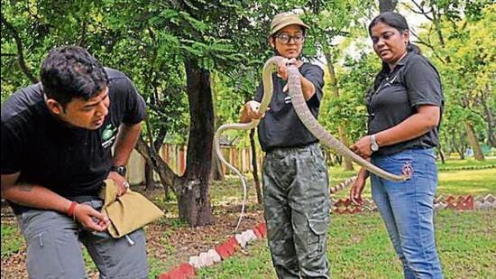 (From left) Aditya Tiwari, Prachi Tiwari and Devyani Singh rescuing a snake in Lucknow. (Deepak Gupta/HT Photo)