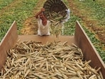 Risks to agriculture tend to be more acutely felt because they are most visible, but shocks to manufacturing could also be huge, studies have shown.(HT file photo. Representative image) Risks to agriculture tend to be more acutely felt because they are most visible, but shocks to manufacturing could also be huge, studies have shown.(HT file photo. Representative image)