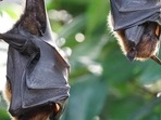 Humans catch Marburg virus mainly through prolonged exposure to mines or caves inhabited by Rousettus bats. (Image used only for representative purpose) Humans catch Marburg virus mainly through prolonged exposure to mines or caves inhabited by Rousettus bats. (Image used only for representative purpose)