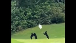 The image shows three baby bears playing on a golf course.