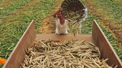 Risks to agriculture tend to be more acutely felt because they are most visible, but shocks to manufacturing could also be huge, studies have shown. (HT file photo. Representative image)