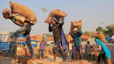 The paddy procurement in Punjab, under the new system, will start from October. (PTI FILE) The paddy procurement in Punjab, under the new system, will start from October. (PTI FILE)