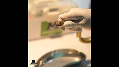 Snake charming is an illegal and punishable offence that has been going on for years, say foresters. (Pic for representation) Snake charming is an illegal and punishable offence that has been going on for years, say foresters. (Pic for representation)