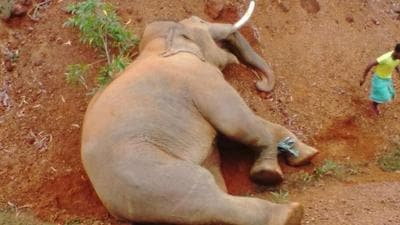 Total 18 elephant deaths took place in 2020 while 2019 and 2018 saw 11 and 16 elephant deaths respectively (HT Photo/Sanjoy Dey) Total 18 elephant deaths took place in 2020 while 2019 and 2018 saw 11 and 16 elephant deaths respectively (HT Photo/Sanjoy Dey)