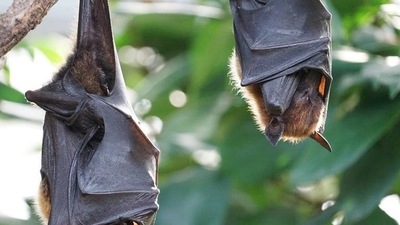 Humans catch Marburg virus mainly through prolonged exposure to mines or caves inhabited by Rousettus bats. (Image used only for representative purpose)