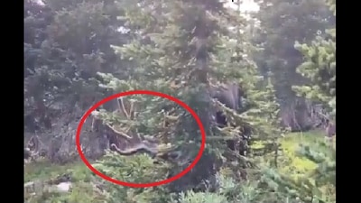 The screengrab shows the bull moose. (Twitter/@CPW_NE) The screengrab shows the bull moose. (Twitter/@CPW_NE)