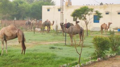 Some of the rescued camels on police station grounds in Rajasthan’s Churu. (Sourced) Some of the rescued camels on police station grounds in Rajasthan’s Churu. (Sourced)