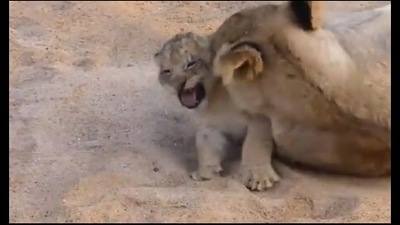 The image shows the mama lion with her cub. (Twitter/@surenmehra)