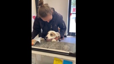 The image shows the adorable doggo getting adopted. (Reddit)