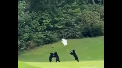 The image shows three baby bears playing on a golf course. (Twitter@DannyDeraney) The image shows three baby bears playing on a golf course. (Twitter@DannyDeraney)