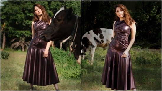 Recently, the actor took to her Instagram handle to share a photo of herself in a metallic dress. In the photo, Tamannaah can be seen posing on a farm with a cow in the picture.(Instagram/@tamannaahspeaks)