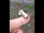 The image shows the 'broken twig'.(Twitter/@susantananda) The image shows the 'broken twig'.(Twitter/@susantananda)