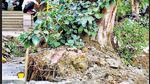 Trees uprooted during a construction work at Bhairav Marg in New Delhi. (Sanchit Khana/HT Photo) Trees uprooted during a construction work at Bhairav Marg in New Delhi. (Sanchit Khana/HT Photo)